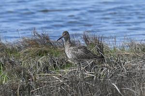 Sandpiper, Willet, 2025-05077388 Parker River NWR, MA